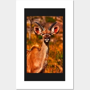 Young Kruger Kudu Posters and Art